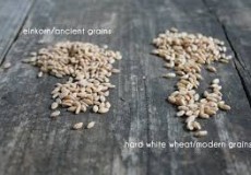 Prapšenica – Pšenica Einkorn – Triticum monococcum